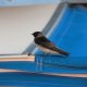 17- Un oiseau cherche refuge 
